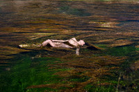 Venuses Of The Sierra